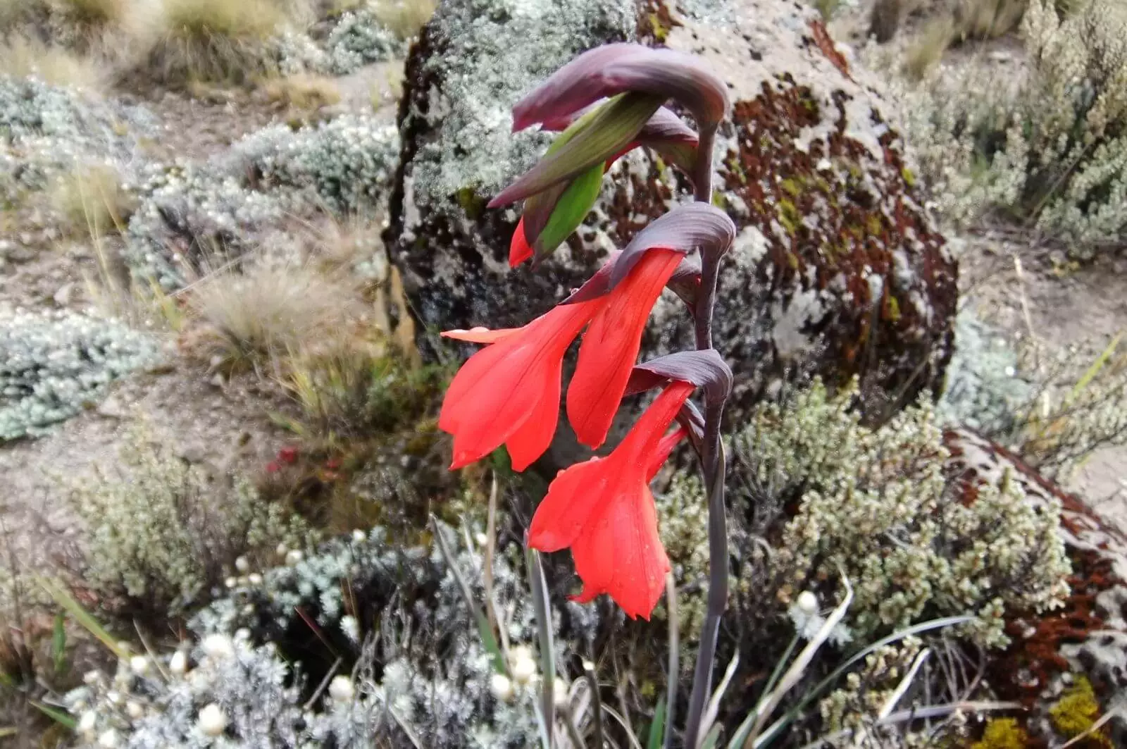 Mt Kenya Plants